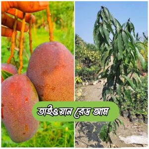 ৫টি বিদেশী আমের চারা